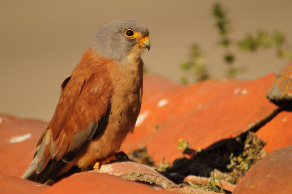 Cernícalo primilla (Falco naumanni